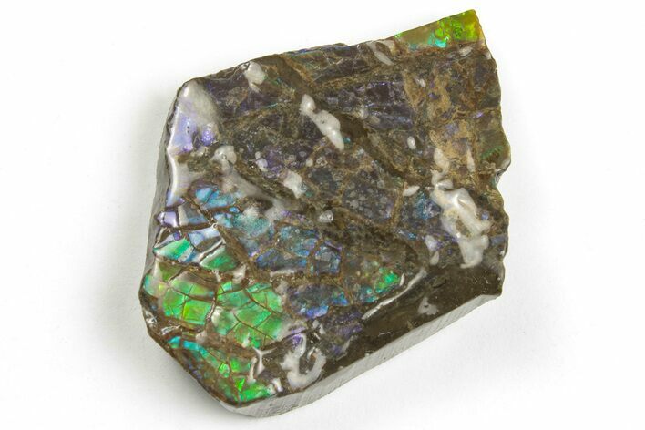 Iridescent Ammolite (Fossil Ammonite Shell) - Rare Purple Color #202382